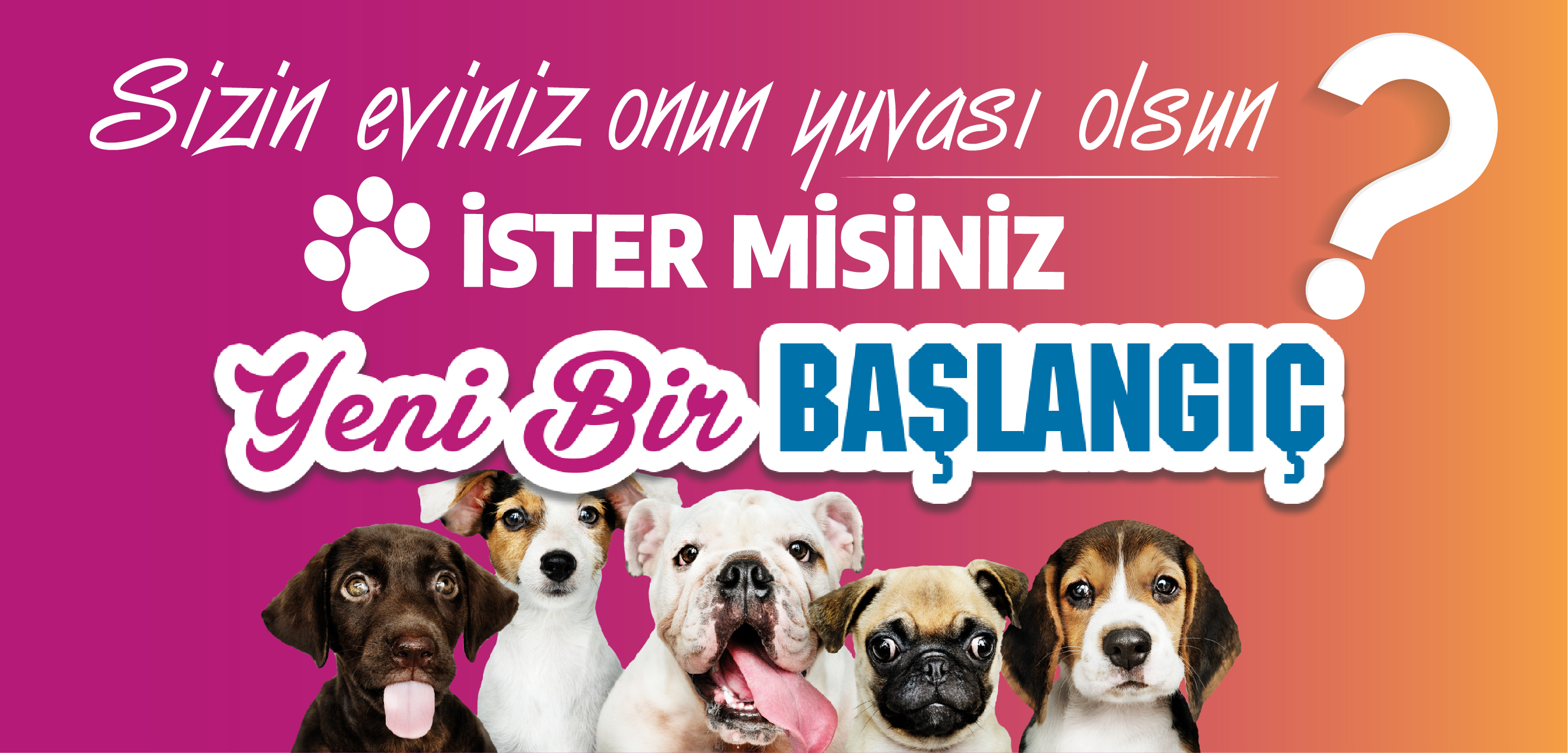 Sevimli Dostlarimiz Icin Yeni Bir Baslangic