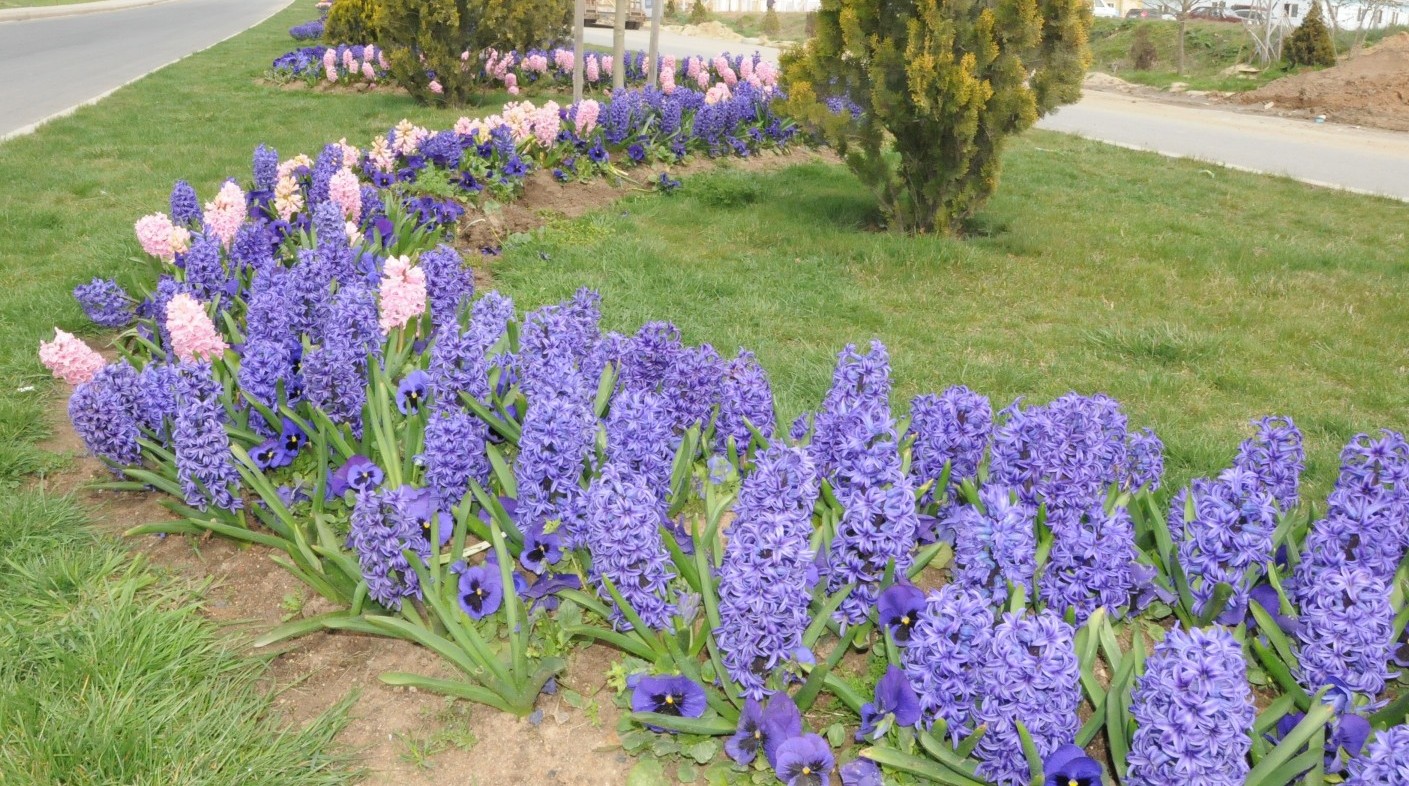 Cumhuriyet Bulvar Smbllerle Bezendi