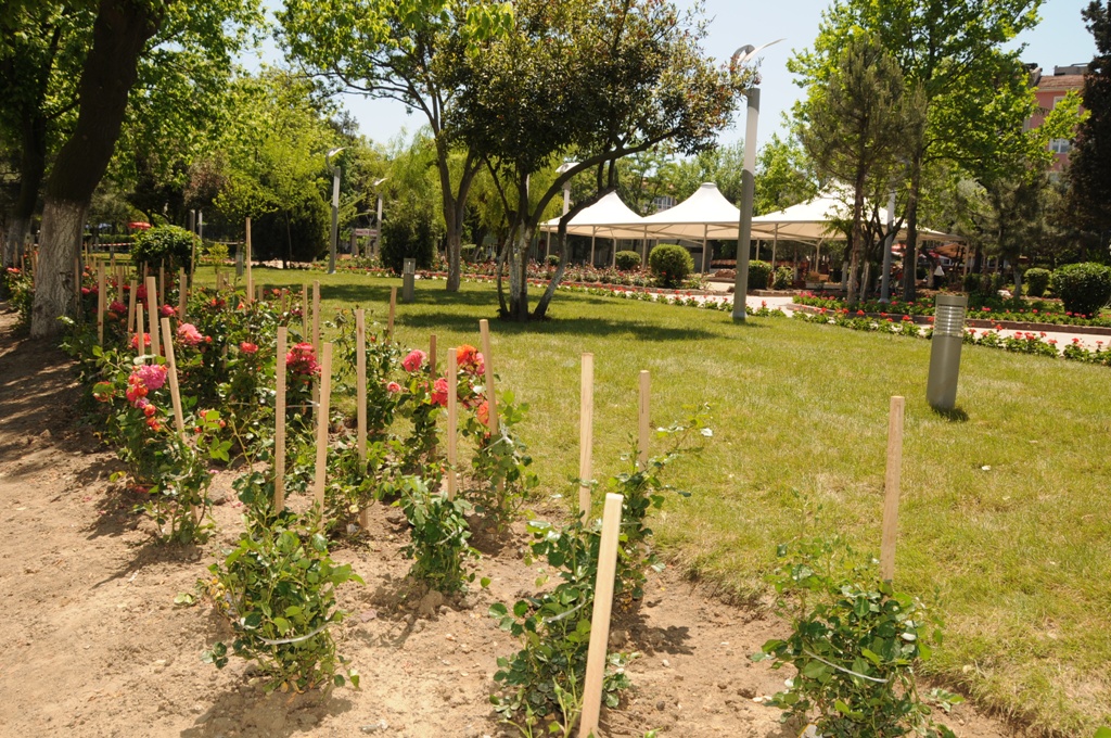 Atatrk Parknda iekler At