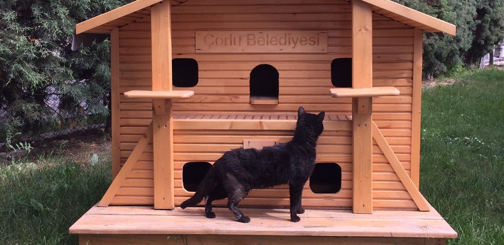 A��r Yaral� Kediyi Sa�l���na Kavu�turduk