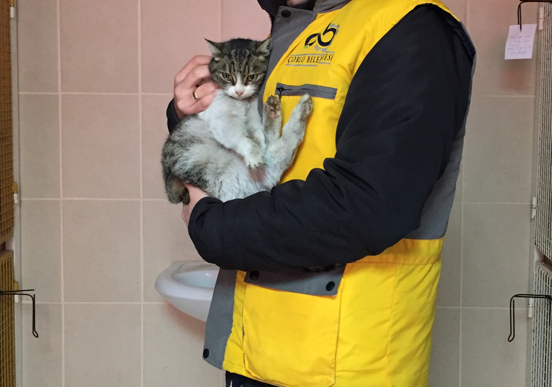 Donmak zere Olan Kedi ve Karga Kurtarld