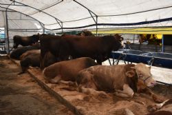 �orlu�da Kurban Pazar� ��in Ba�vurular Ba�l�yor