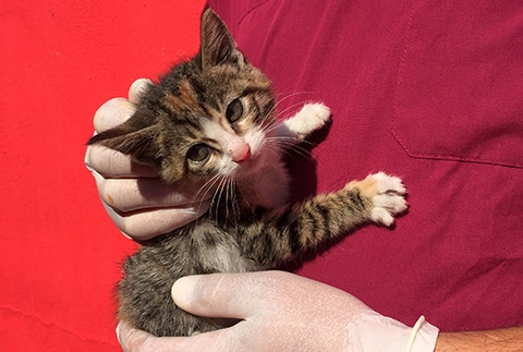 Kanalizasyona Den Yavru Kedi Kurtarld