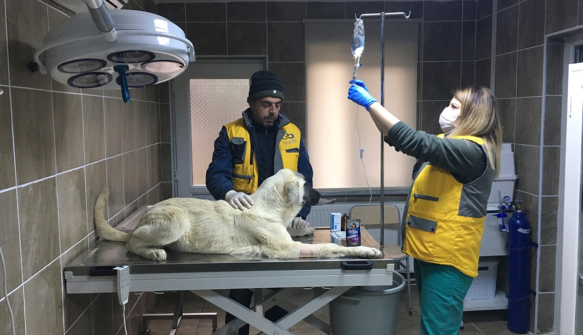 Yavru K�pek Donmaktan Kurtar�ld�