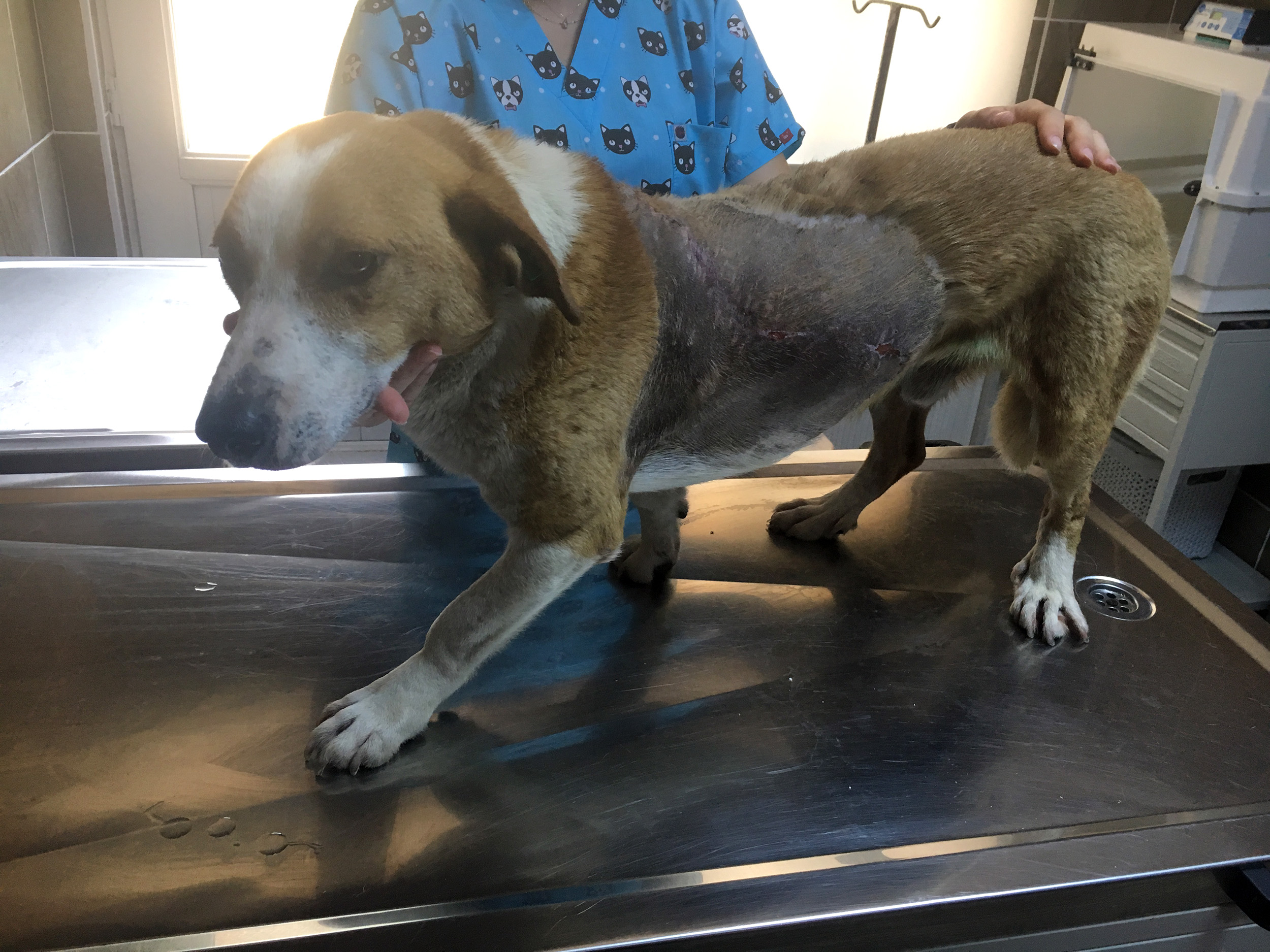 Hayvan Bak�mevimizin Misafiri "F�nd�k" Kanseri Yendi