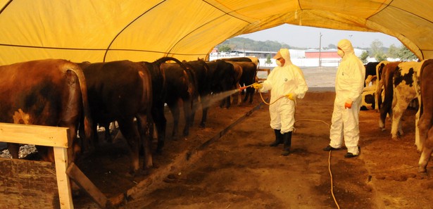 Kurban Pazar� i�in Kay�t Ba�vurular� Ba�l�yor