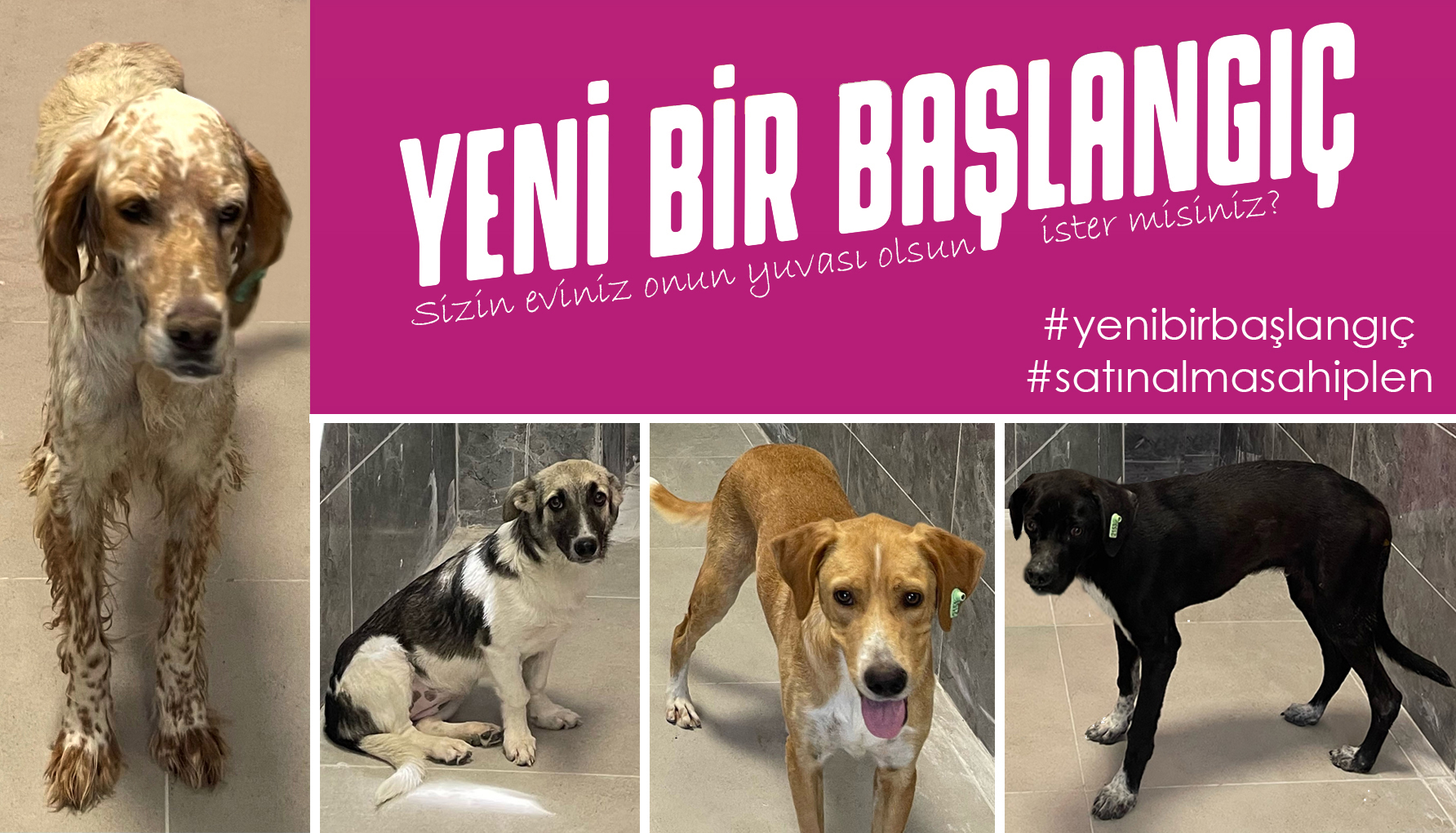Sevimli Dostlarmz Yeni Bir Balang in Sizi Bekliyor!