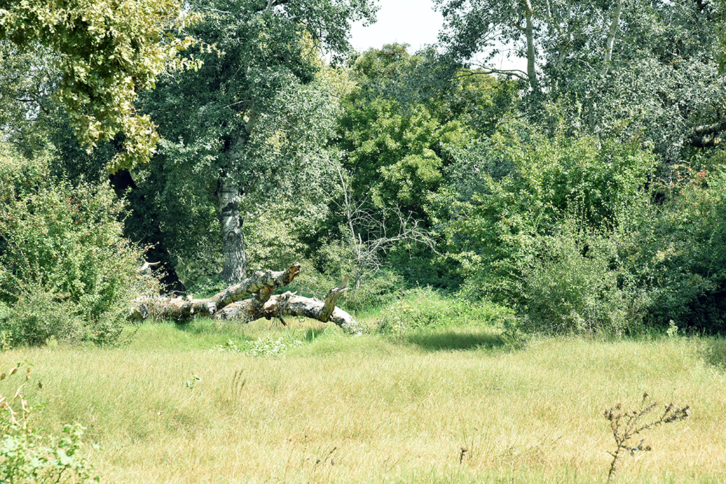 ukurengel Tabiat Park